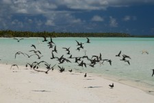 Tetiaroa l'île aux oiseaux
