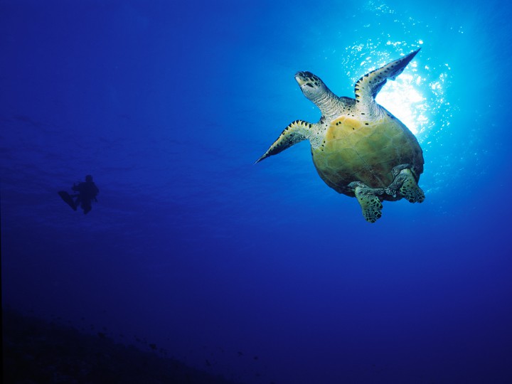 Rencontrez les tortues des eaux polynésiennes