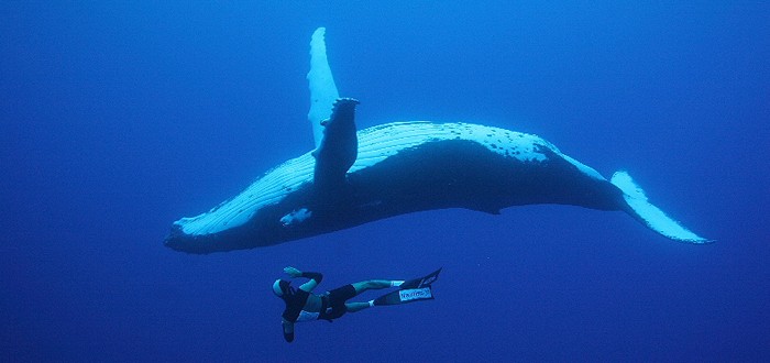 Observation des baleines aux Australes